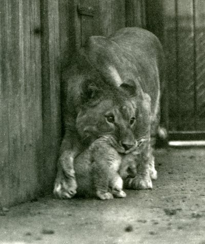 Una leonessa che sta per sollevare il suo cucciolo, nato nella menagerie, per la collottola, Zoo di Londra, ottobre 1923 da Frederick William Bond